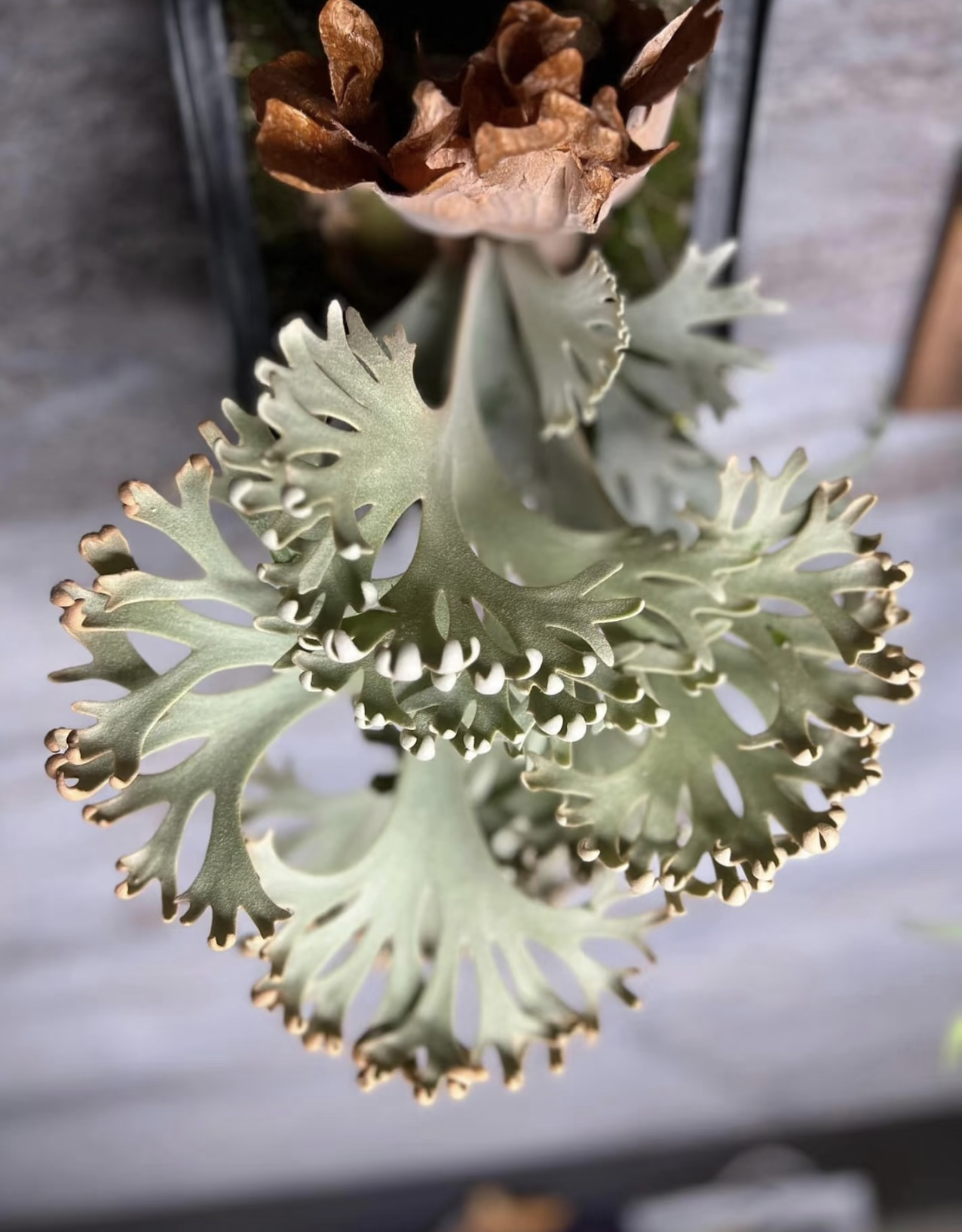 爪哇小皇冠 鹿角蕨 颗颗精选