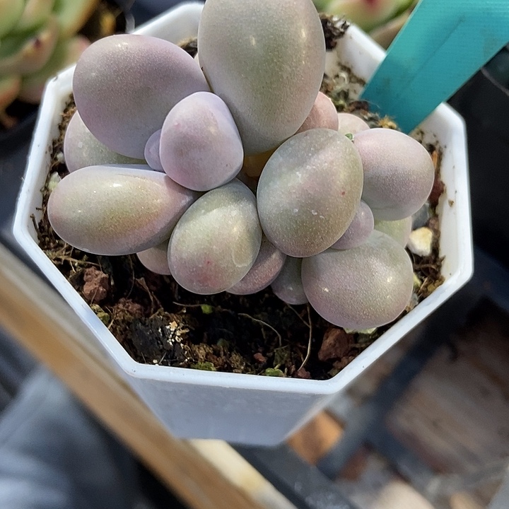 多肉植物蛋黄奶1547