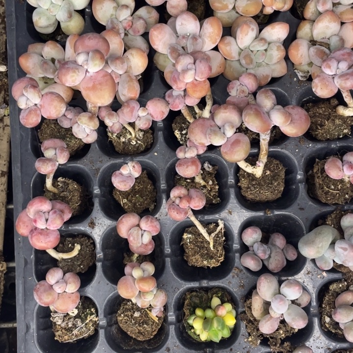 腰子蛋发3颗满18包邮