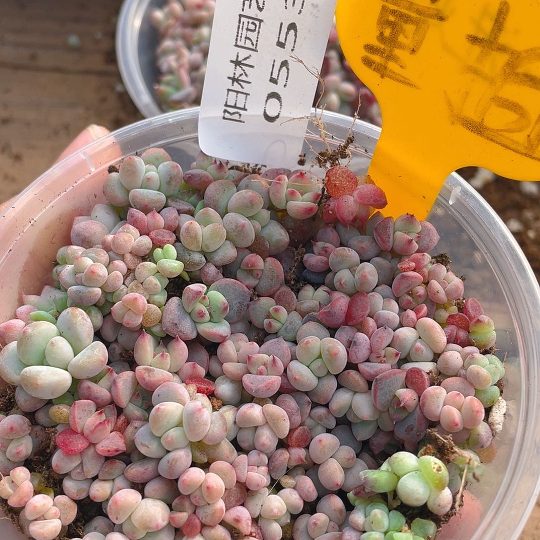 量拍多肉植物多肉植物553