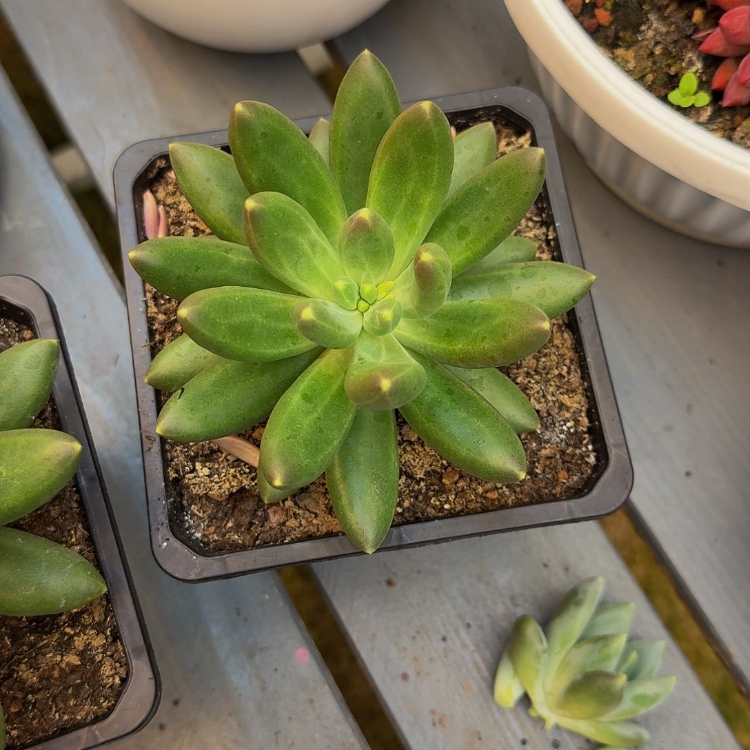 .***এ月美人系一颗参考价格