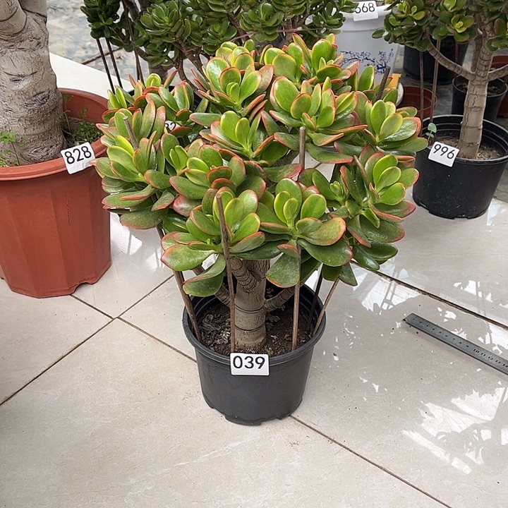 彩玉树花月独杆老桩