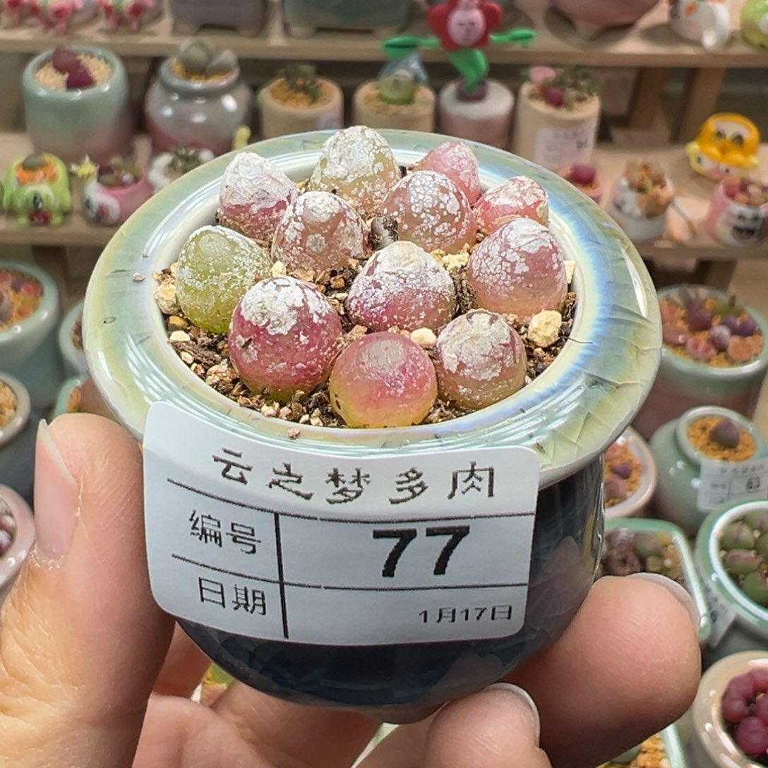 ?**u多肉植物77号不要盆