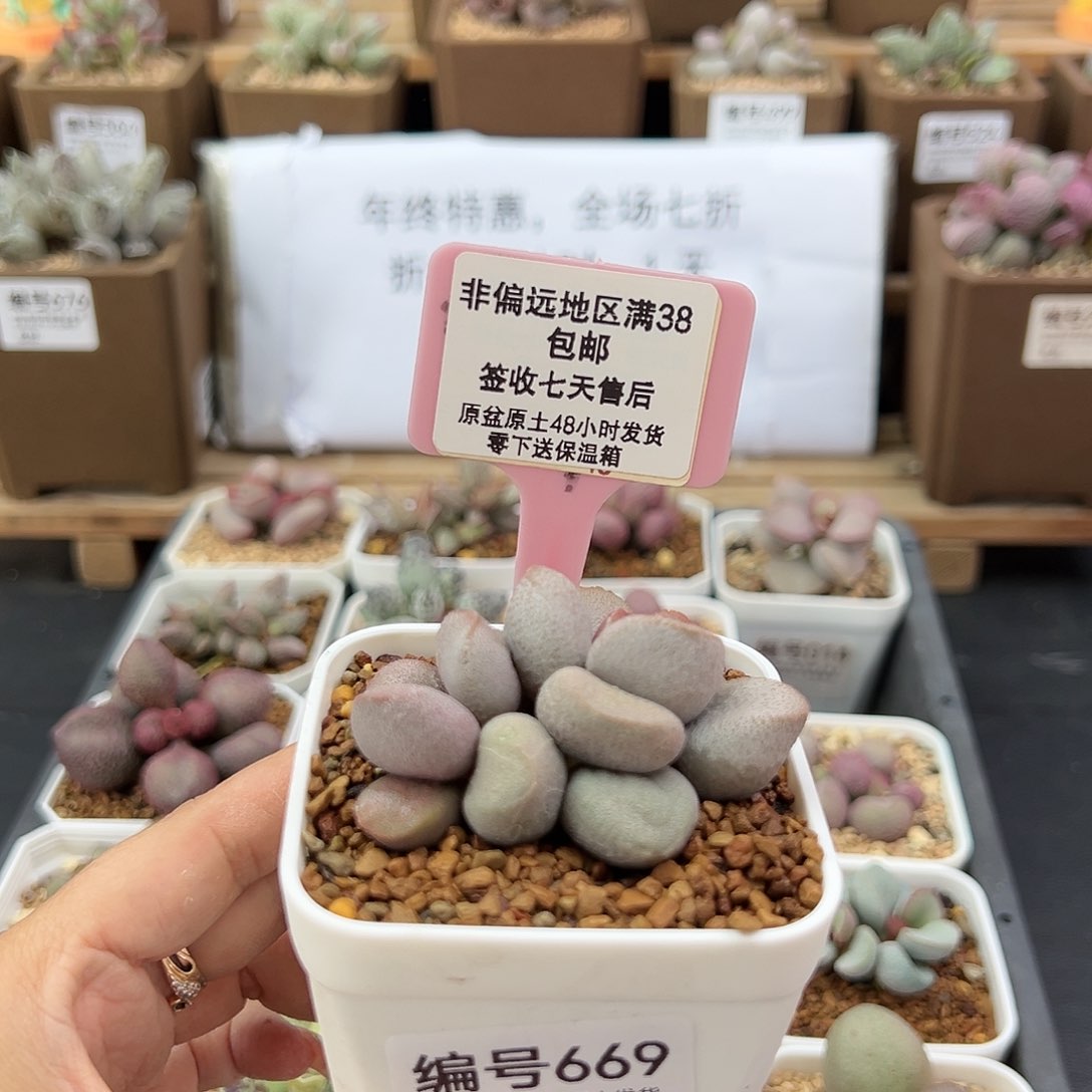 669甜心多肉植物