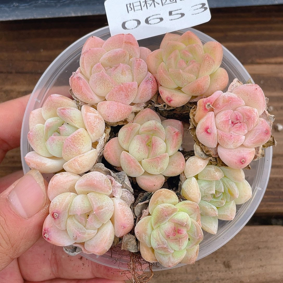 多肉植物多肉植物653