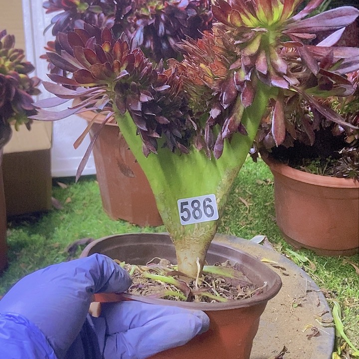 586黑缀化老板子法师