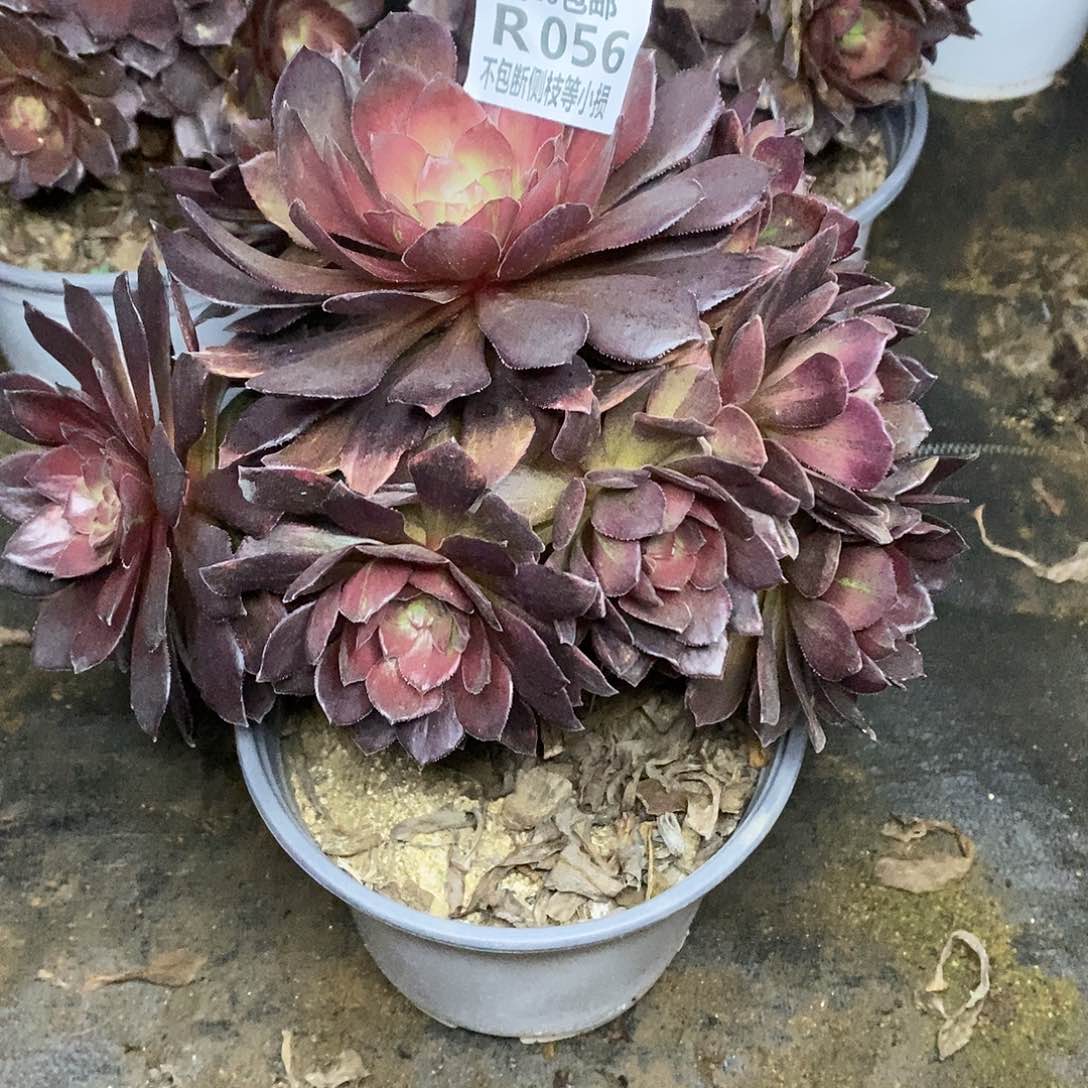 056万灰花脸多肉