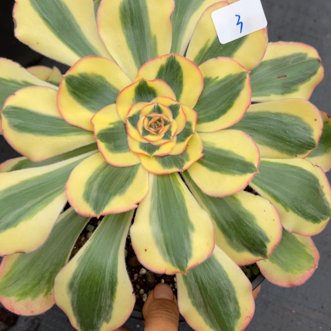 3王妃duorouxixixixl