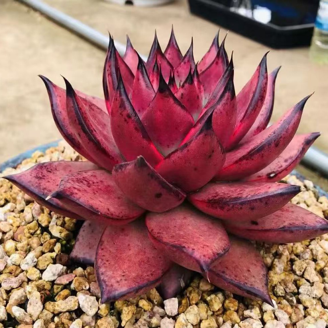 多肉植物，一物一拍链接