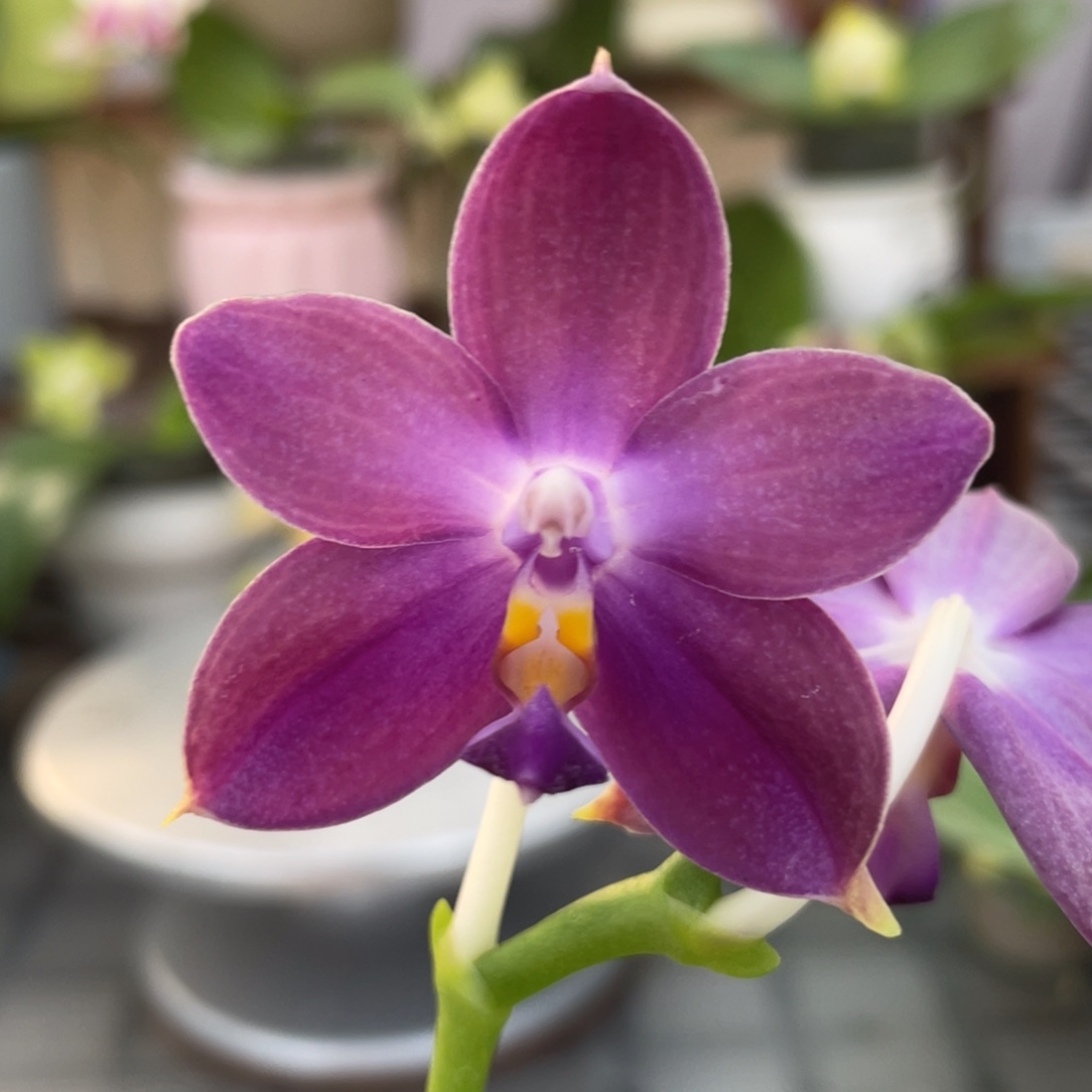 完全开放鱼鱼交蓝鸟，2.5杯开花株