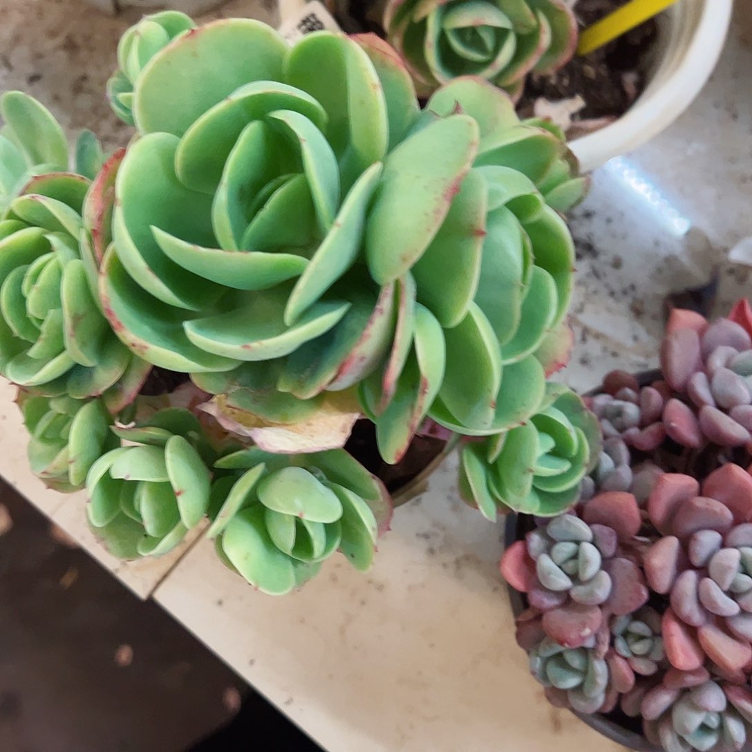 鸡蛋碧桃多头大盆群老桩