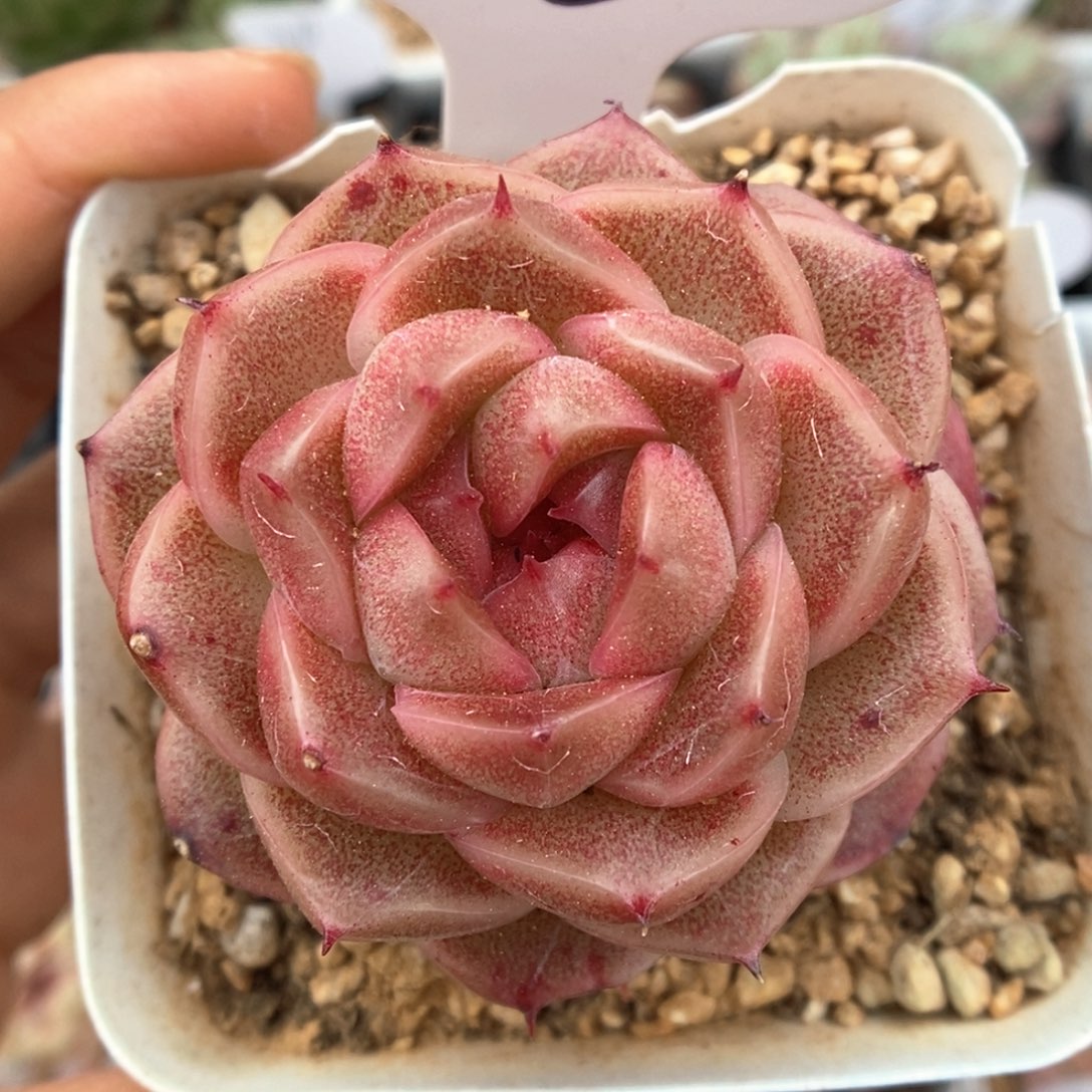 油透麦秆可拍326号。    