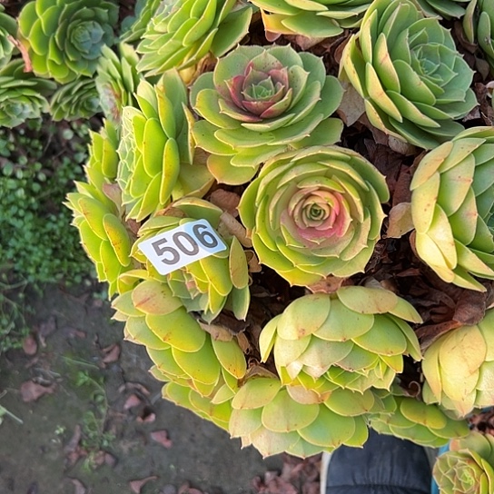 十***点多肉植物一个撕拉碗506