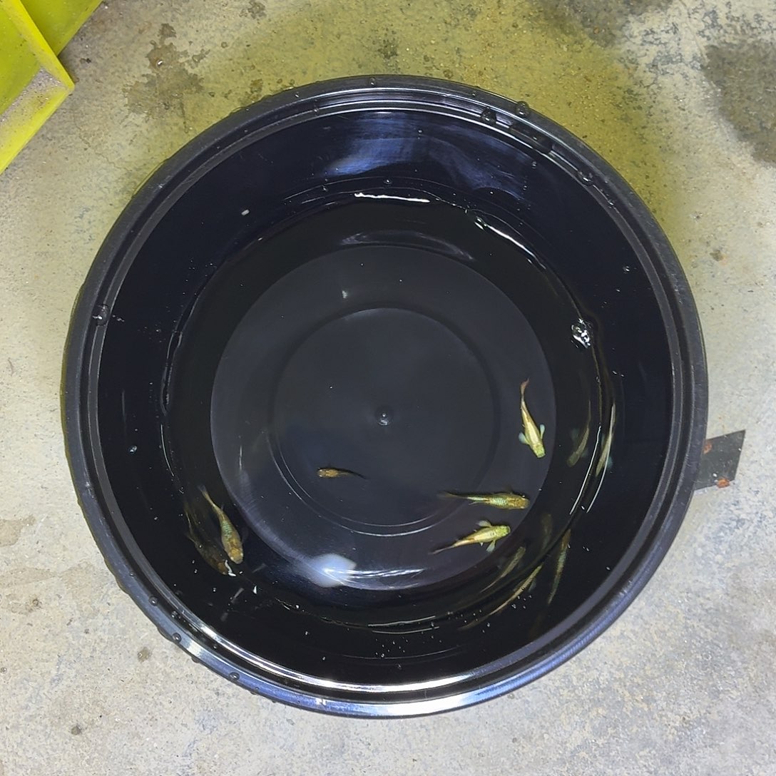 孔雀鱼满麟黄金两对