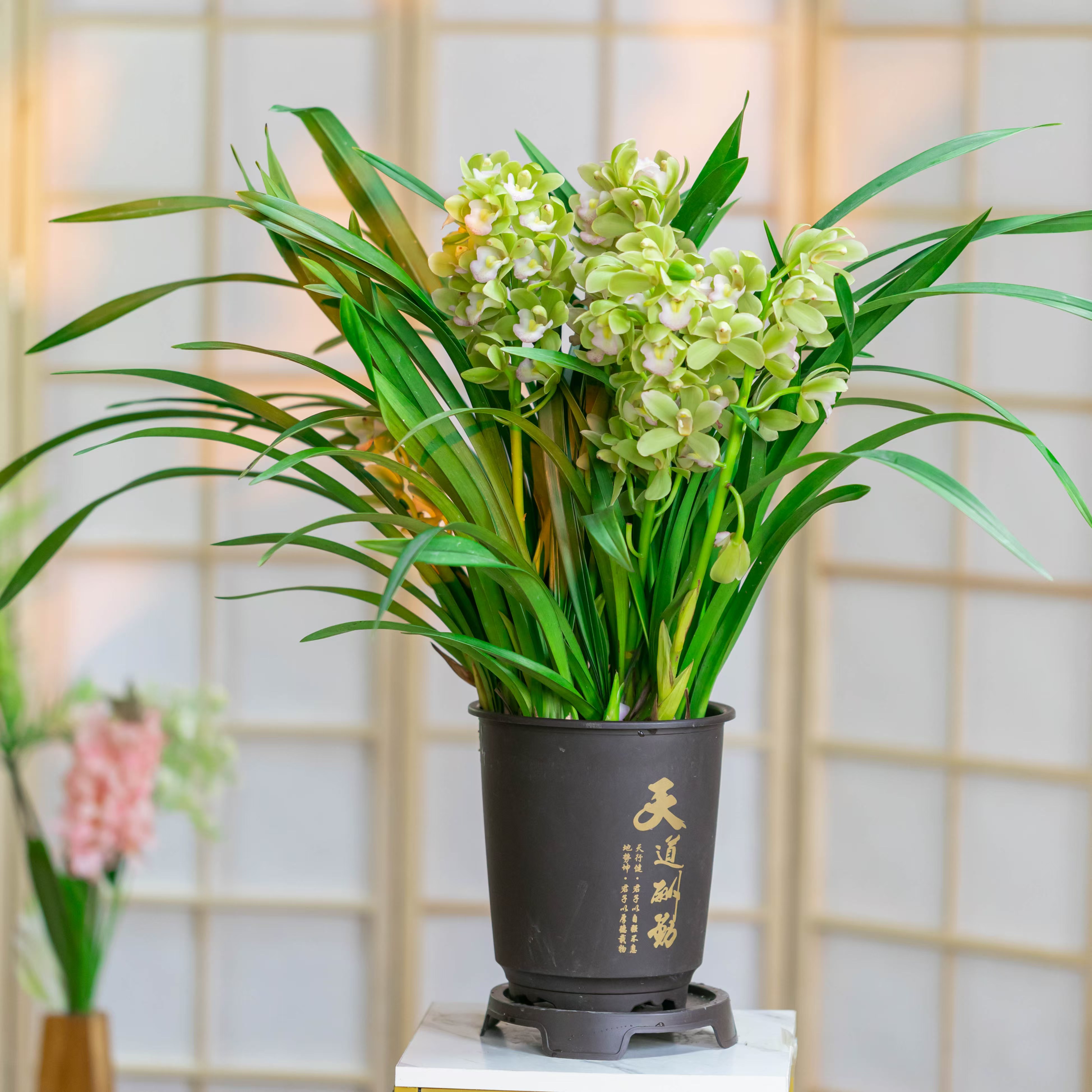 【带2支花剑】高端精品【香水香兰】浓香型兰花室内好养花卉 植物花香