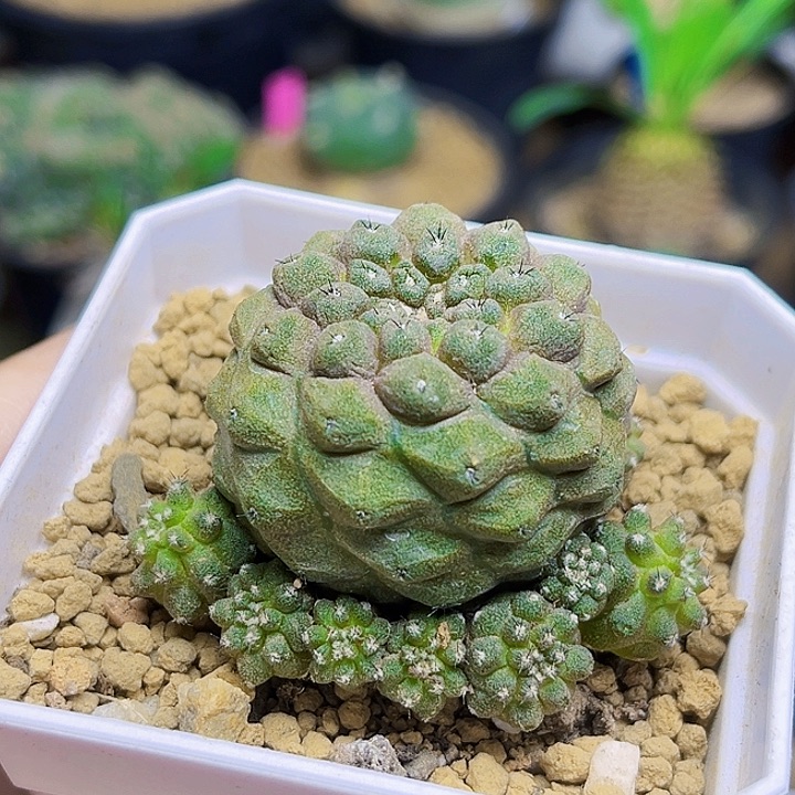 蜥蜴皮群一颗一颗的