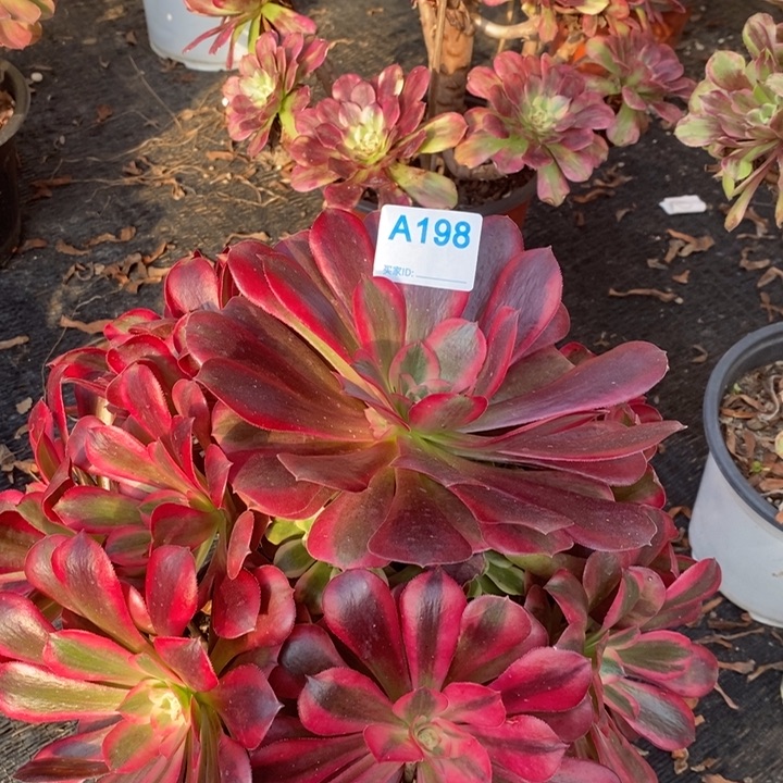 三***妄美杜莎198。    ．         