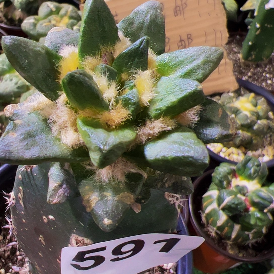 无花朵圆尤龙角牡丹591