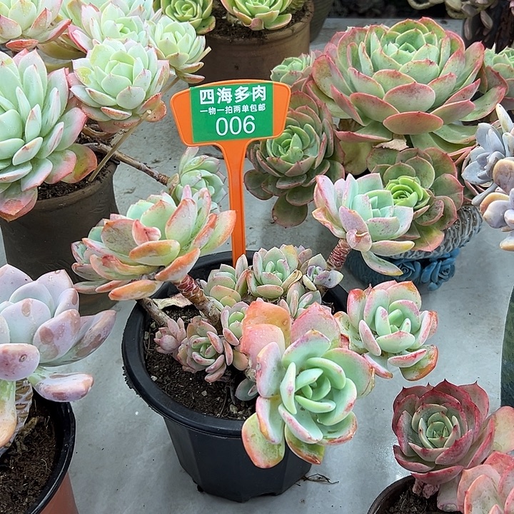 浪***生白月光多肉植物提取006