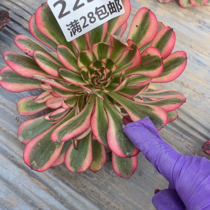 2239二号棚初恋多肉植物A