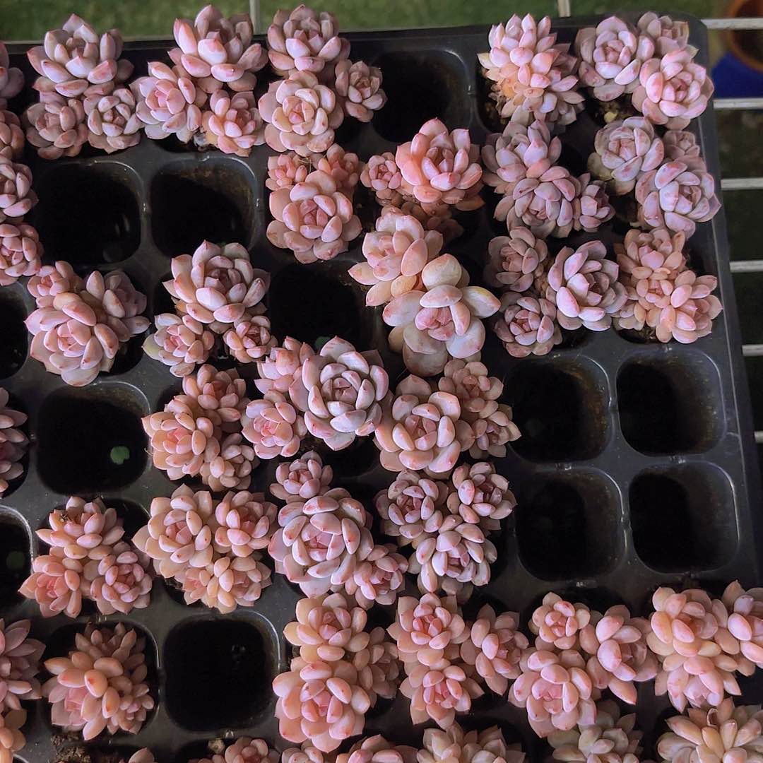 星星橙一颗量拍111