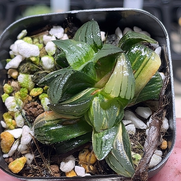 178双头红纹寿锦（畸形叶，介意勿拍）