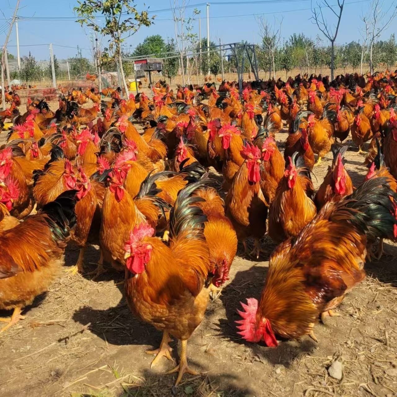 农家散养老公鸡新鲜现杀大公鸡红公鸡土鸡草公鸡包邮到家