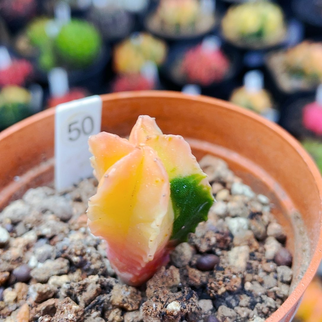 非偏远地区满25裸根发货仙人球