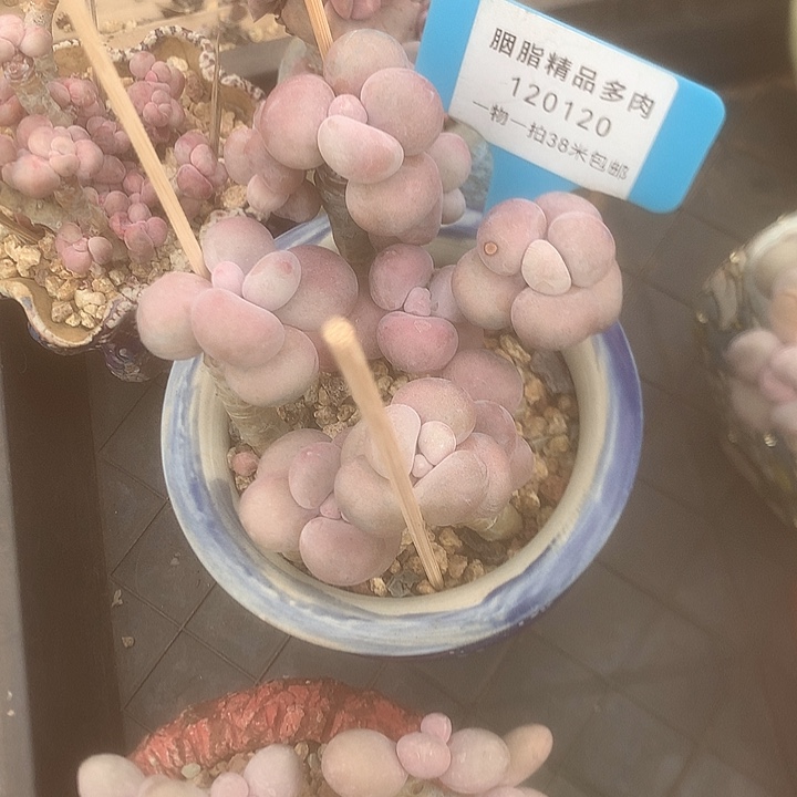 129茉莉劳模么乐林拒绝