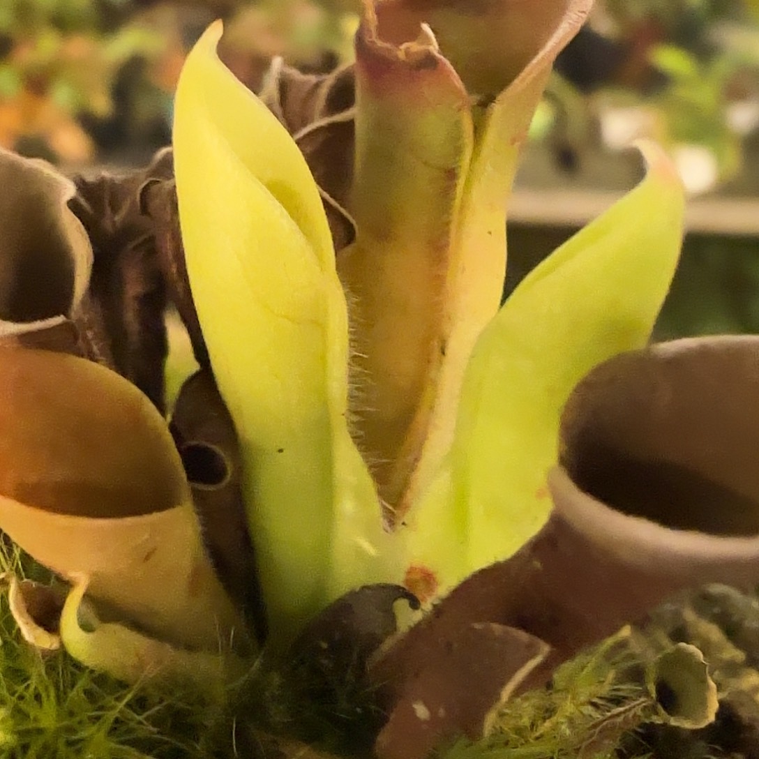 无花朵慎拍太阳瓶（不售后）