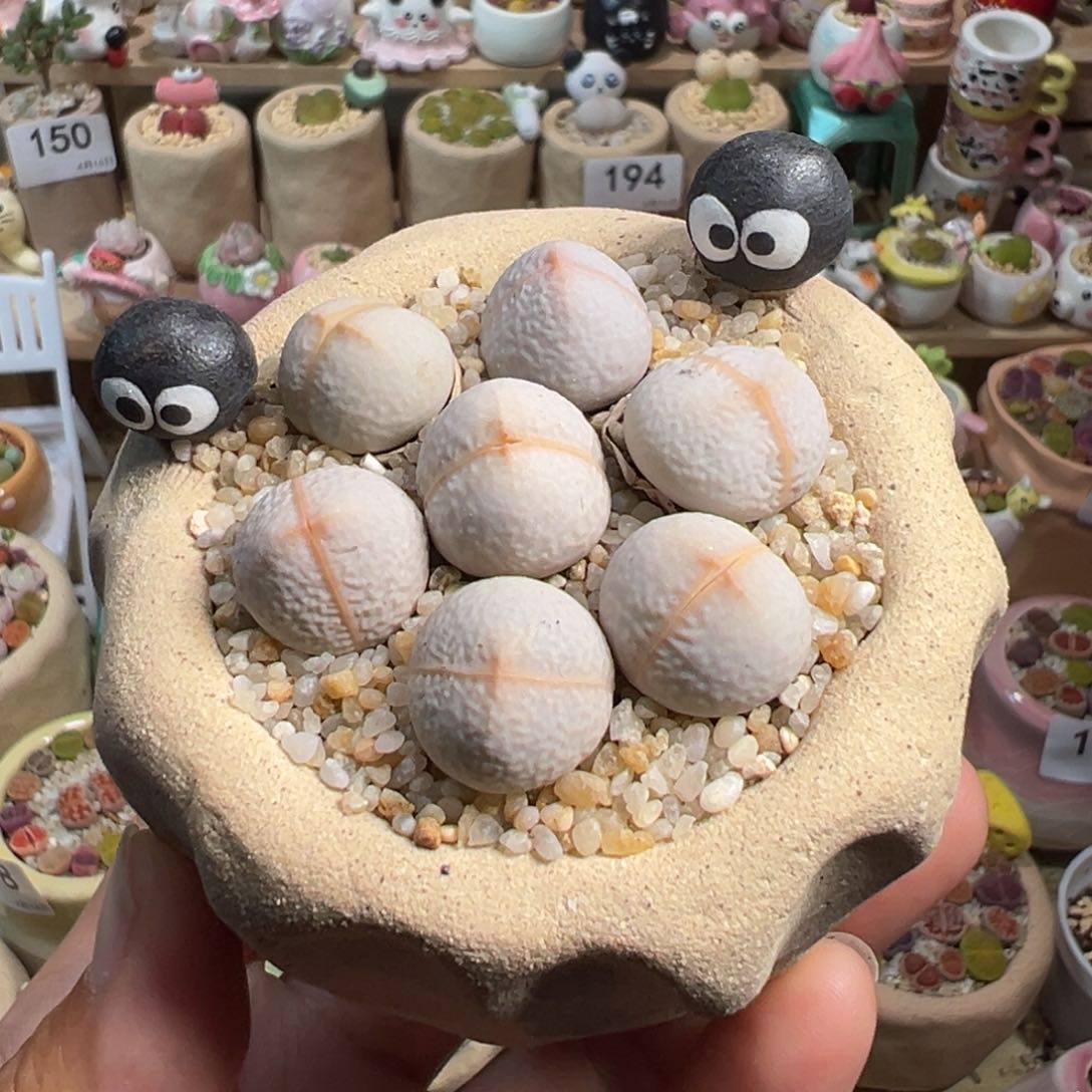 多肉植物211号高尔夫