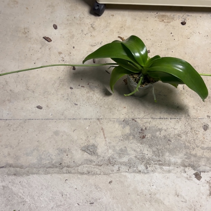 雨***醒不开花植物蓝路帝X红路德升桶