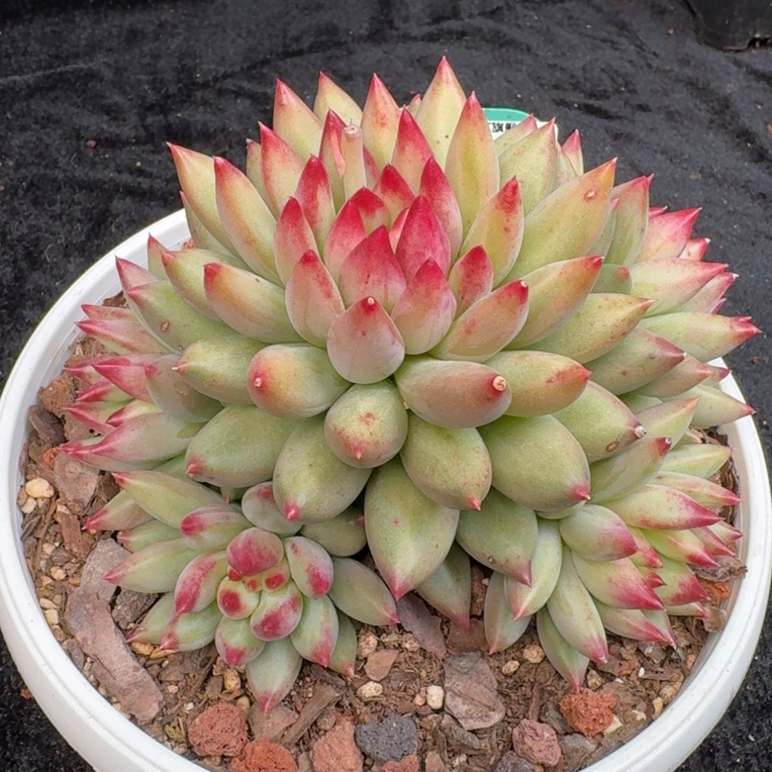 从前慢多肉精选编号1121.356