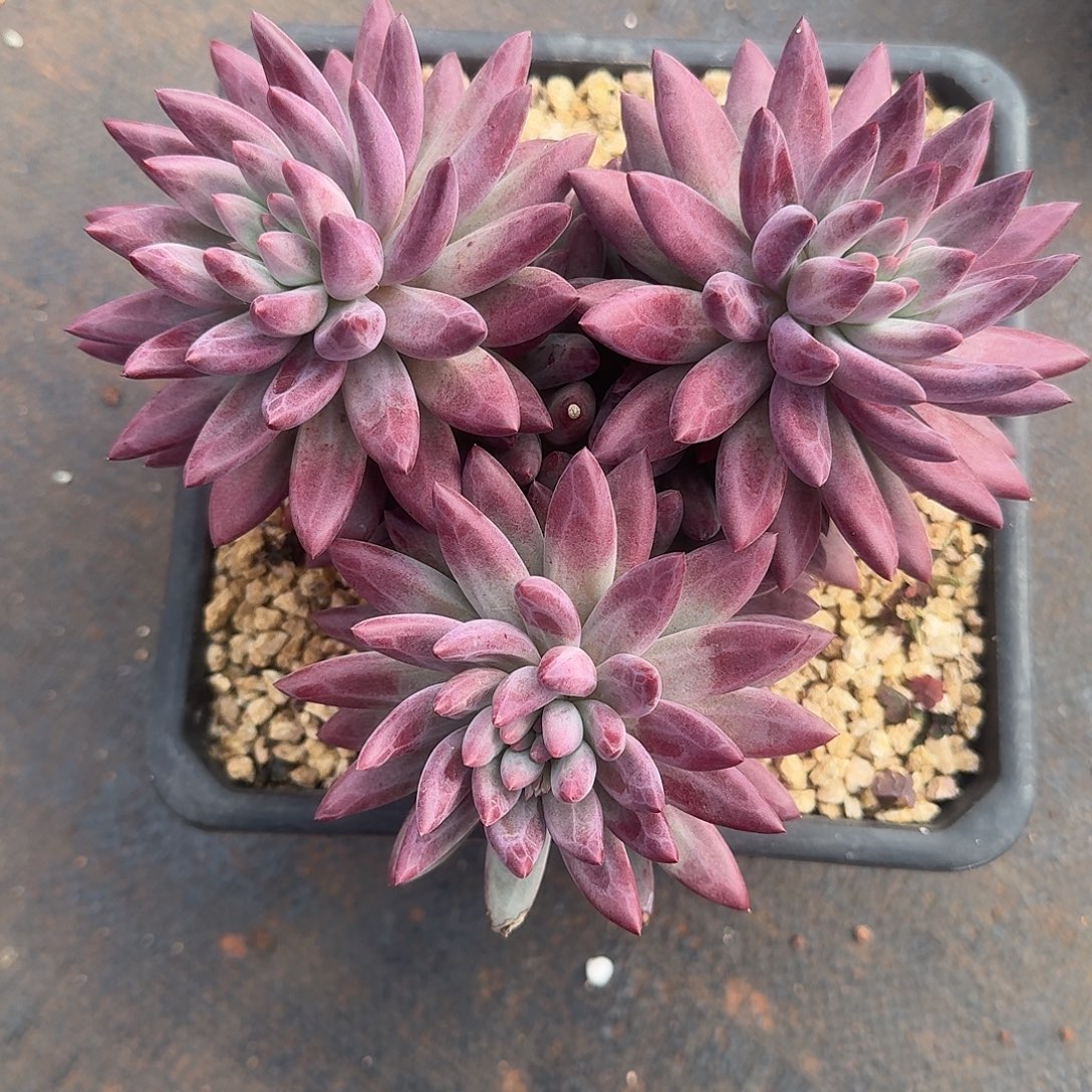 车厘子多肉植物一颗