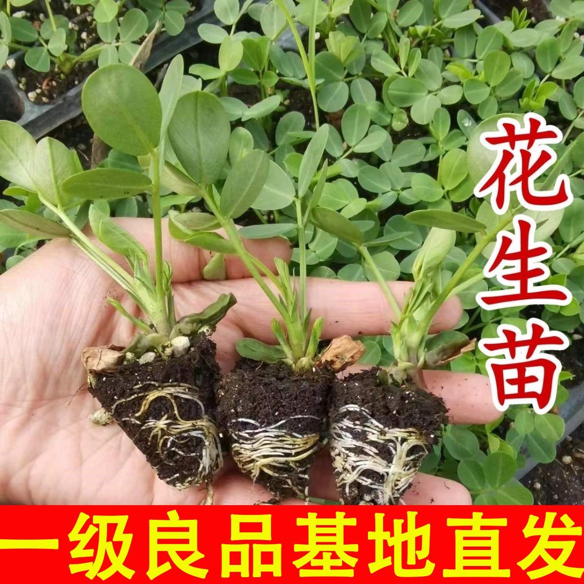 大果花生苗花生米秧苗非转基因地栽专用紫皮红皮花生米阳台盆栽