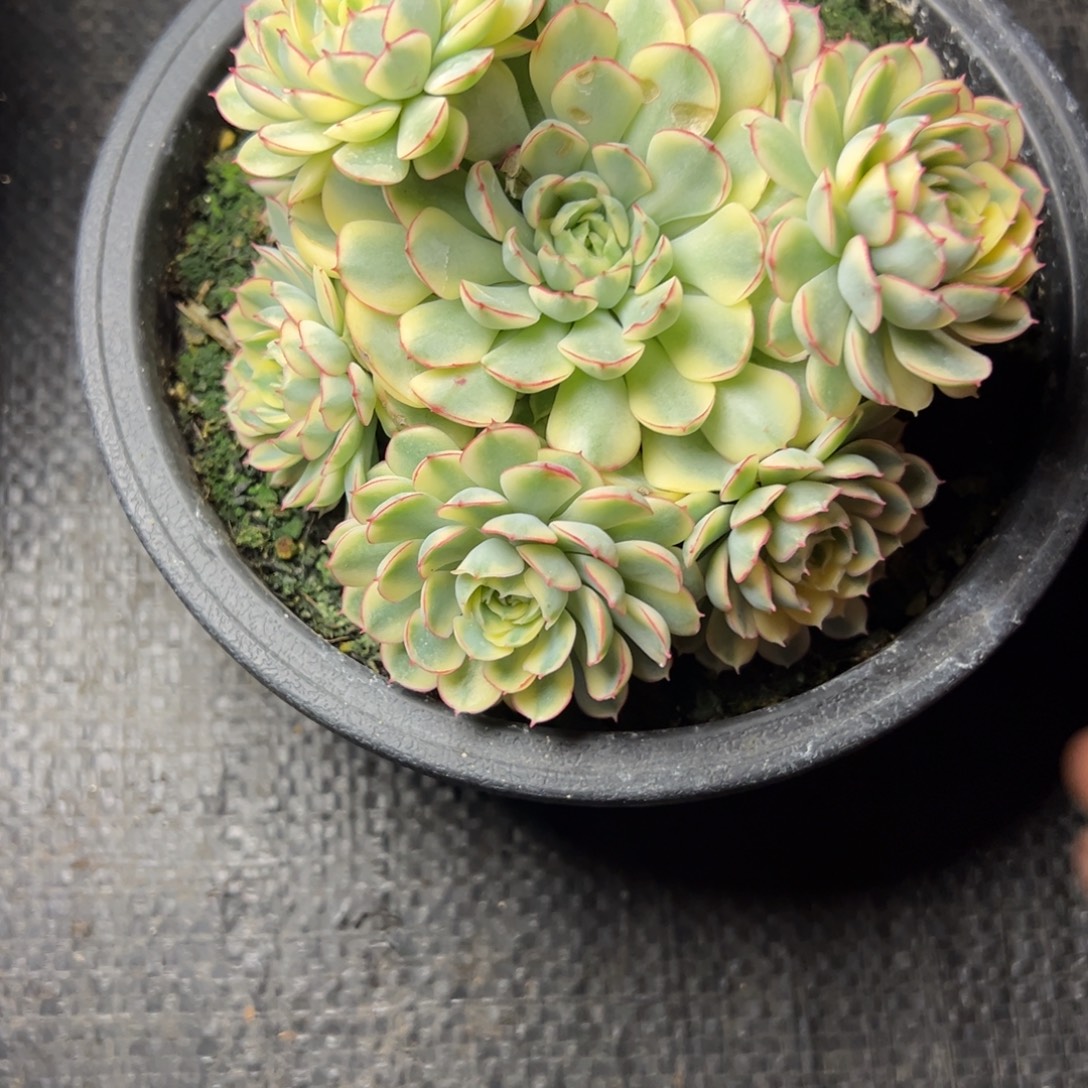 光***轮梦幻玫瑰多肉植物30