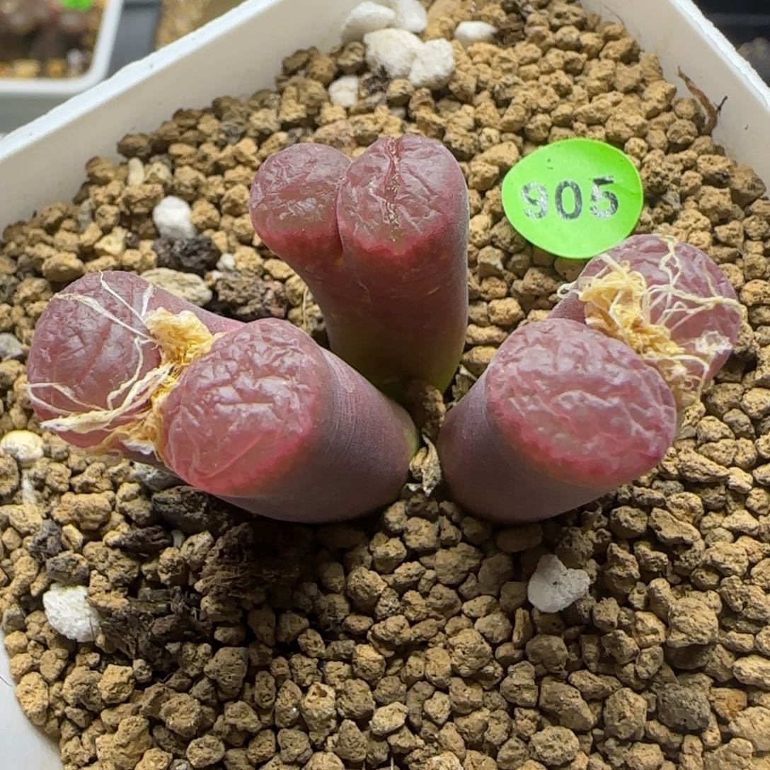 白花红风铃群多肉905