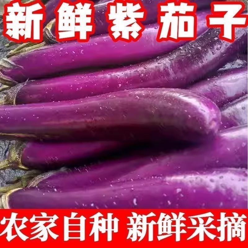 新鲜农家露天紫皮茄子蔬菜烧烤长茄子当季自种现摘现发细长茄子