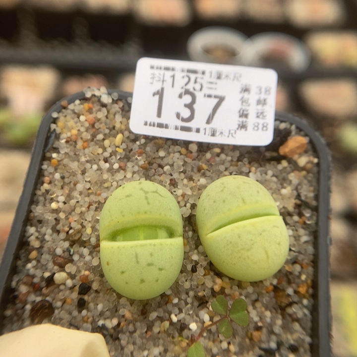 精品生石花125.137