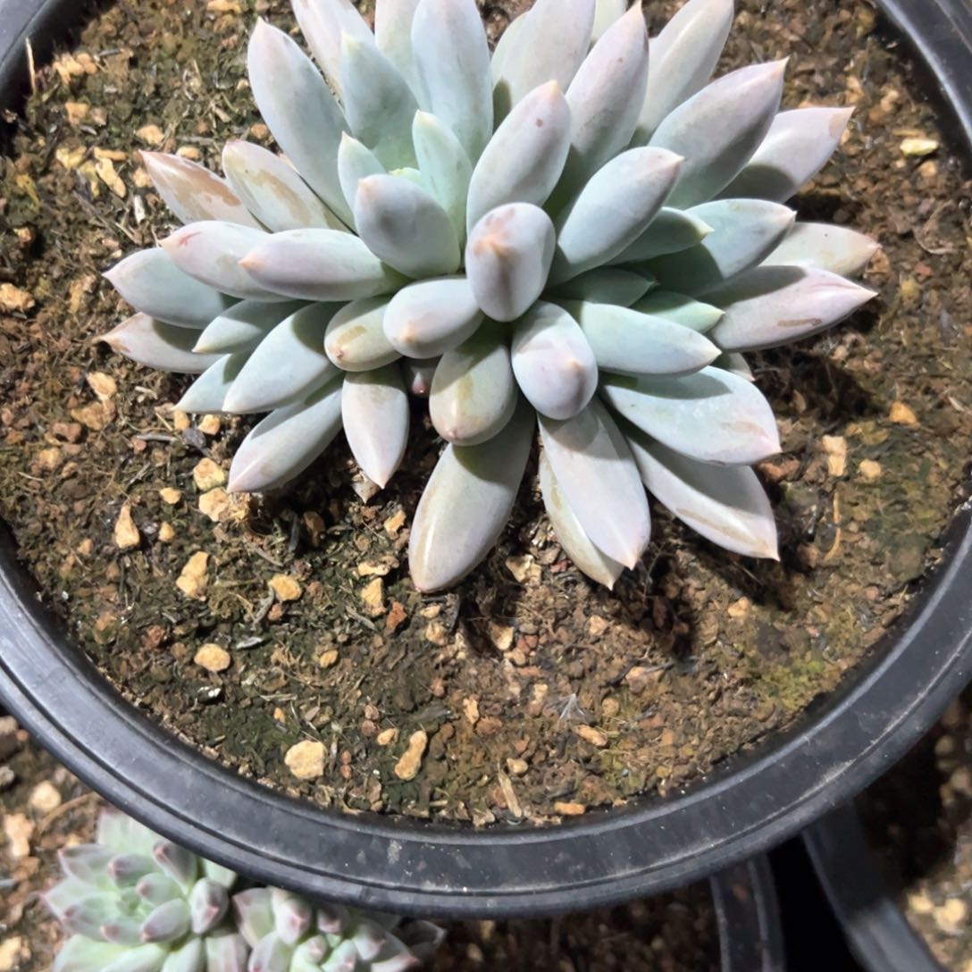 刚*多肉植物多肉植物