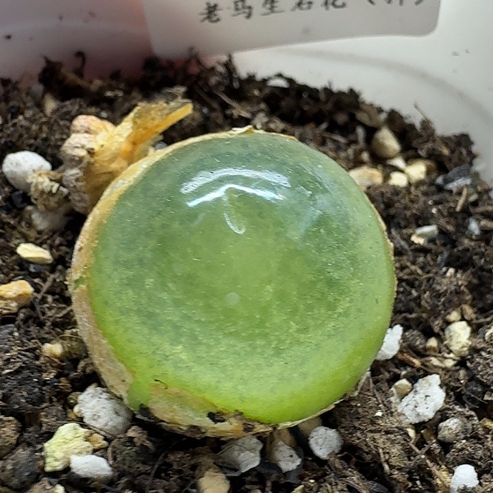 老马生石花2.5灯泡2104