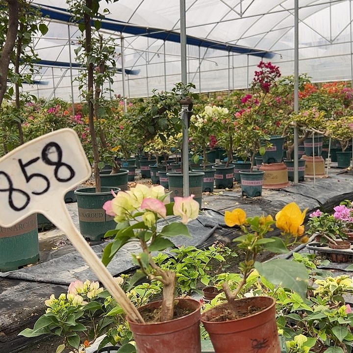 当前无花栽培后可以开花绿樱掌中宝 柠檬黄掌中宝858