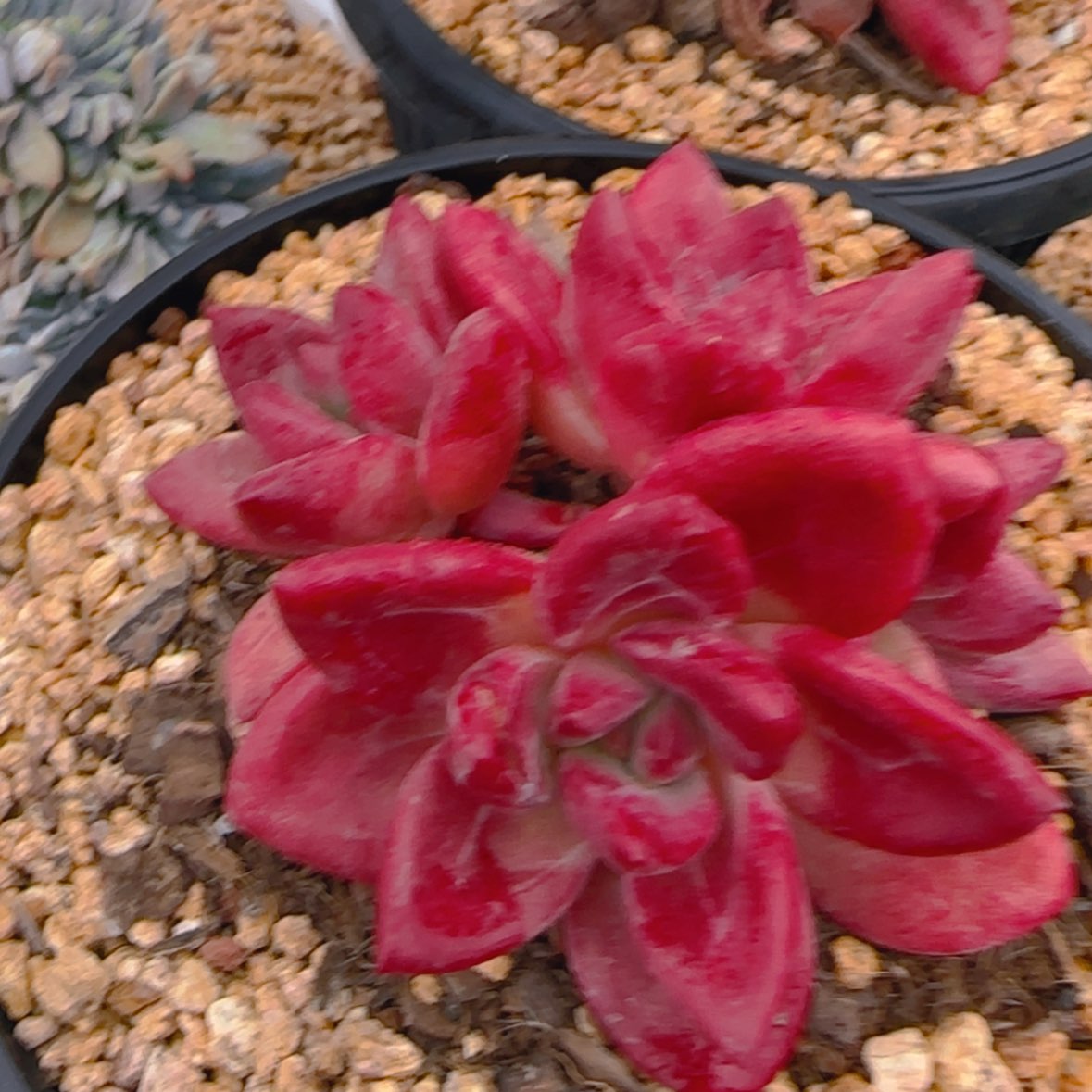 【闪购商品】赫菲斯托