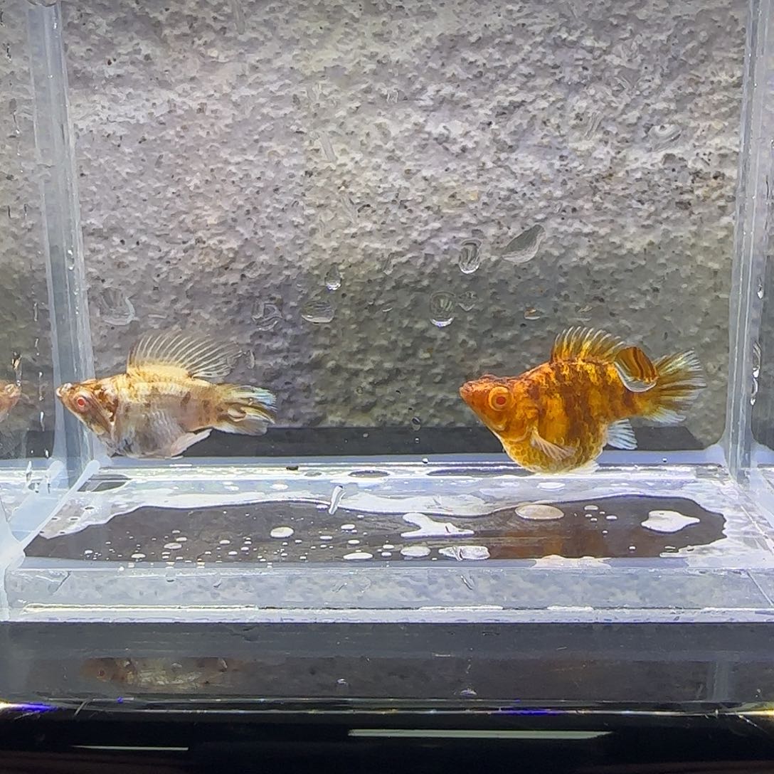 黑玛丽鱼金虎玛丽。95号