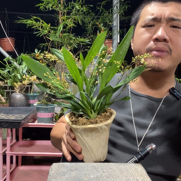 ****后以实际为准盆景绿植盆栽92