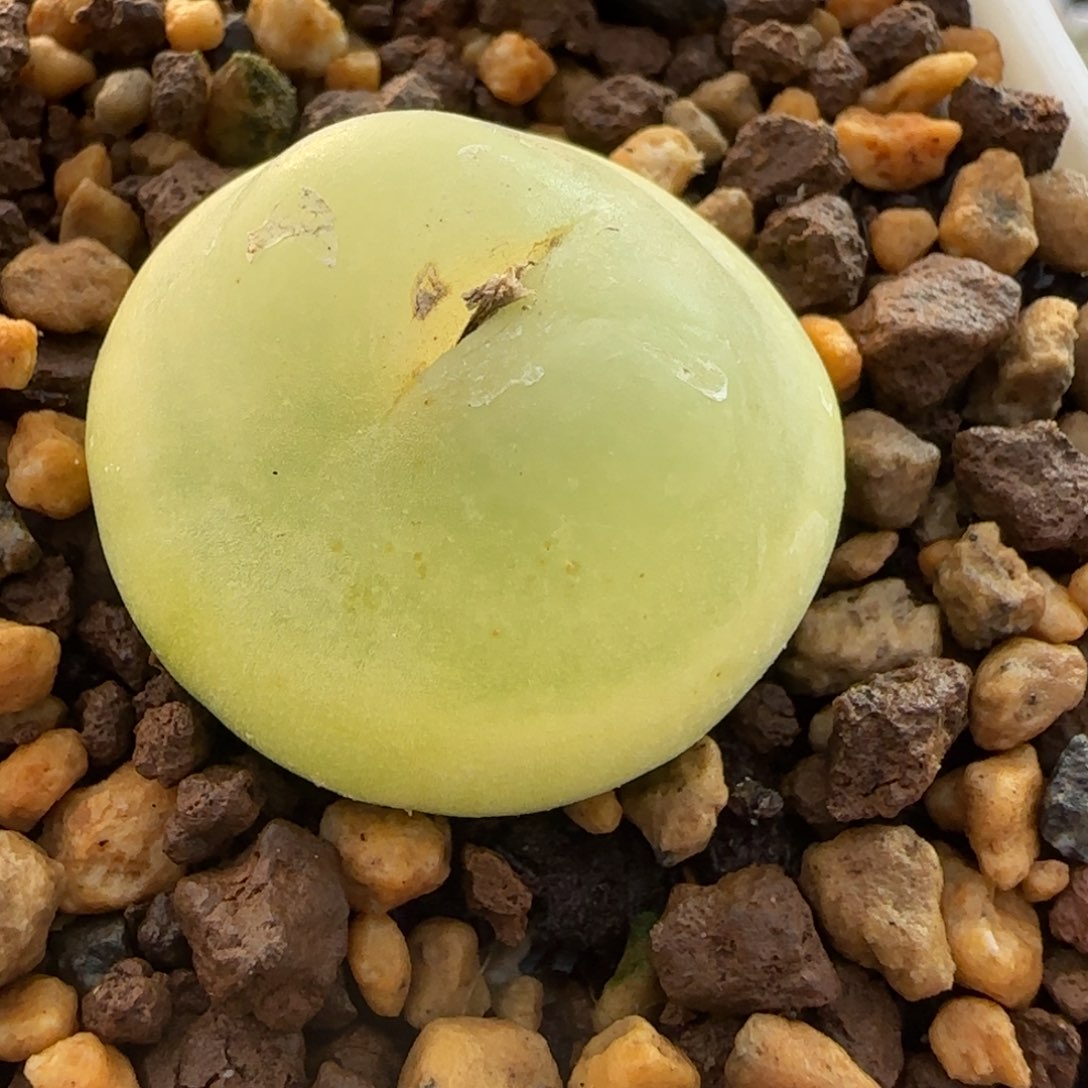 多肉植物大拉3公分19号链接