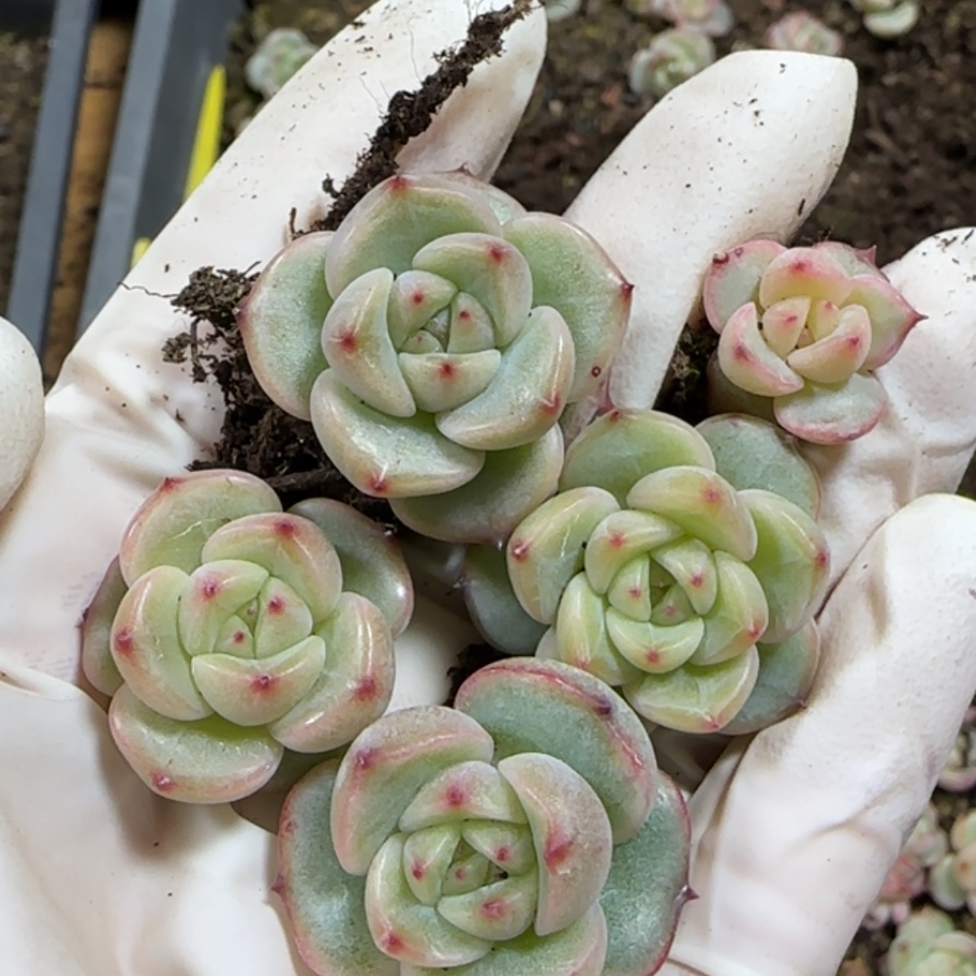 411号T08号珍妮一盒