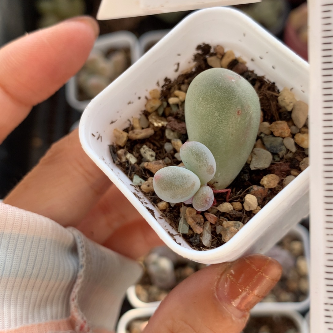 有锦基因米可奶 黄