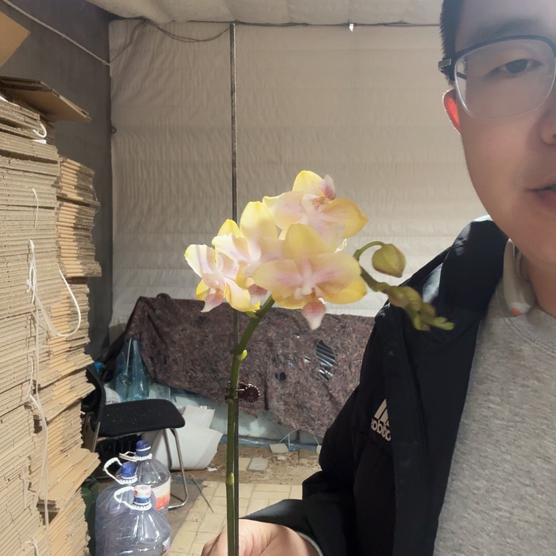完全开放柠檬博格丽两眼变异