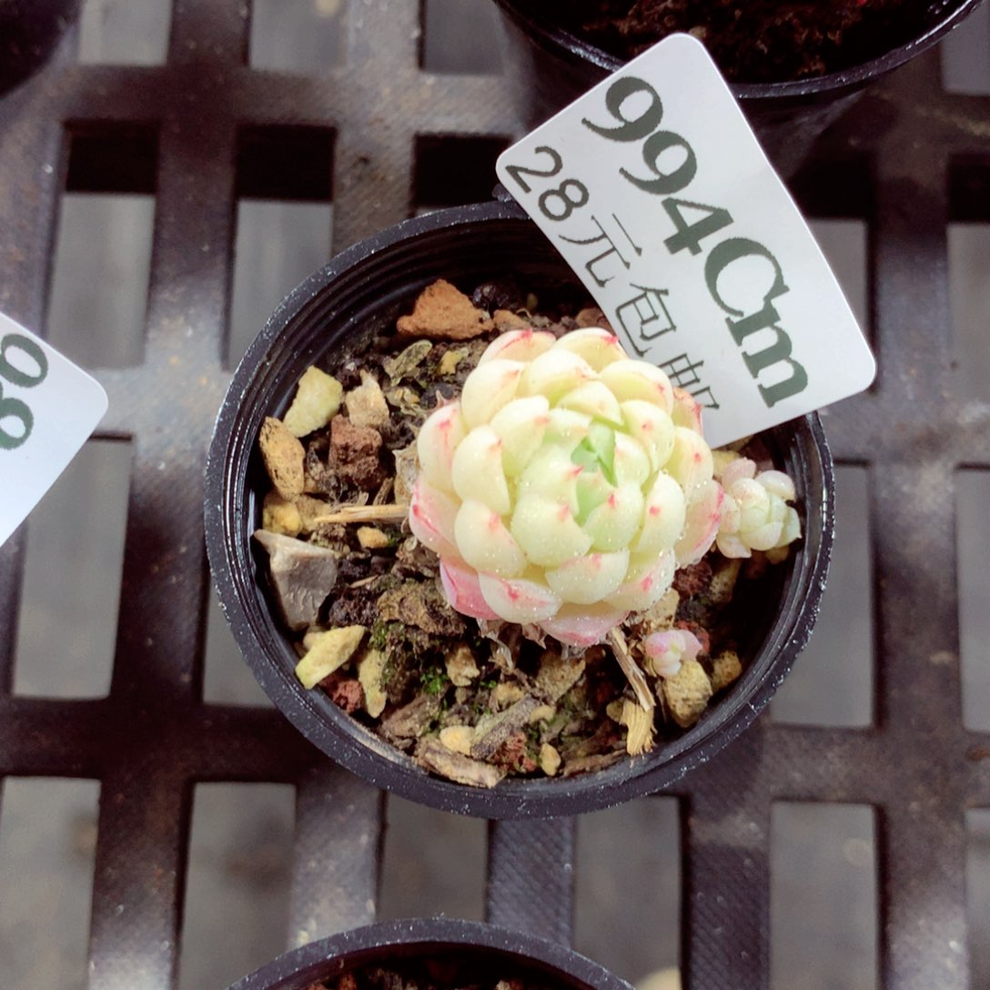 5厘米盆精控多肉994